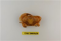 藏品(平額石扇蟹)的圖片